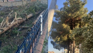 AKP'li belediyeden ağaç katliamı